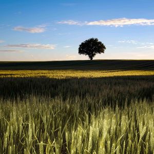 Scenic view of field against sky during sunset