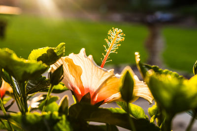 Close-up of flowering plant