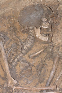 Close-up of animal skull on rock