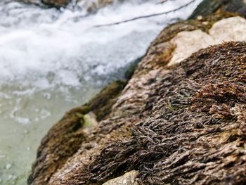 Close-up of tree trunk