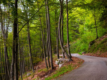 Trees growing by road in forest