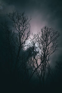 Low angle view of bare tree against sky