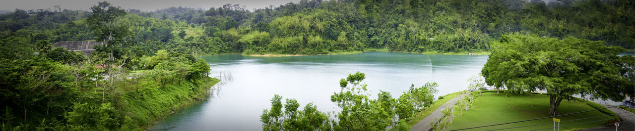 Scenic view of river amidst trees in forest