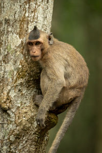 Lion sitting on tree