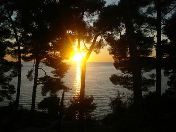 Sun shining through trees