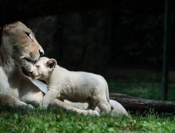 View of two lions relaxing on land