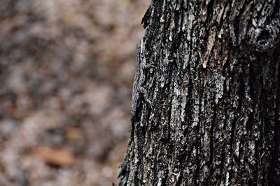 Close-up of tree trunk
