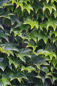 Full frame shot of fresh green leaves on land