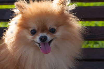 Close-up portrait of dog