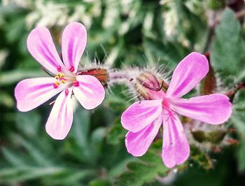 Close-up of pink flower