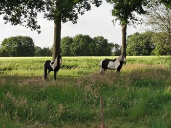 Horses in a field