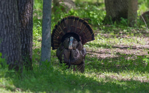 Full frame view of wild turkey strutting and displaying his tail feathers frontal view head-on