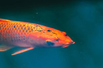 Close-up of fish swimming in sea