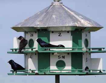 Bird perching on pole against clear sky