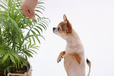 Midsection of woman with dog against plants