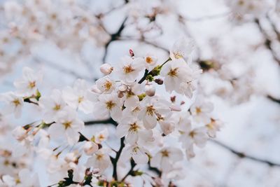 Close-up of white cherry blossom tree