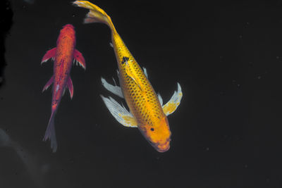 Close-up of fish swimming in sea