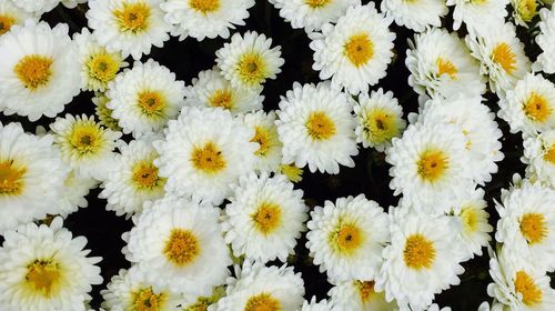 Full frame shot of yellow flowers