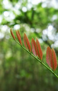 Close-up of plant