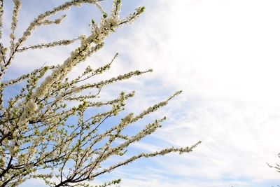 Low angle view of branches against sky