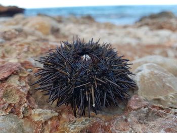 View of an animal on rock