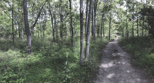 Panoramic shot of trees growing in forest