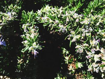 Close-up of flowers blooming in garden