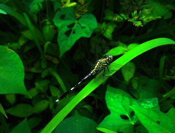 Close-up of insect on leaf