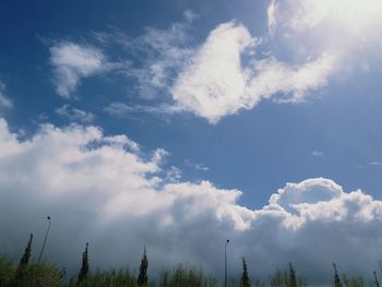 Low angle view of trees against sky