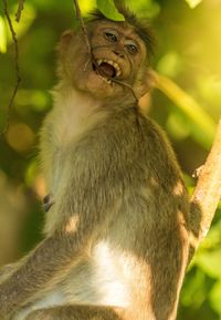Close-up of cat sitting on tree