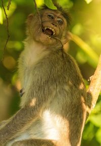 Close-up of monkey sitting on tree