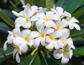 Close-up of white flowers blooming outdoors