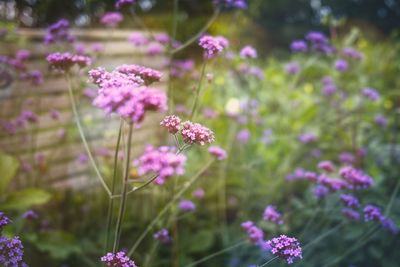 Close-up of pink flowering plants on field