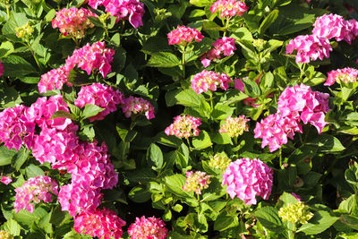 Close-up of pink flowering plants