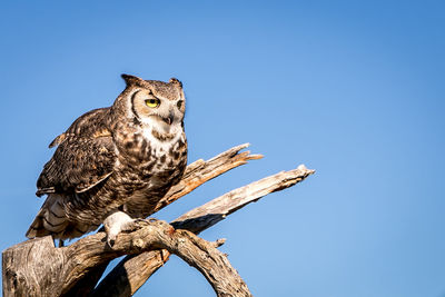 Low angle view of owl perching on tree