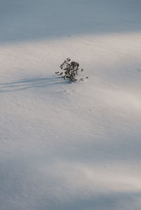 Dead tree on snow covered land against sky