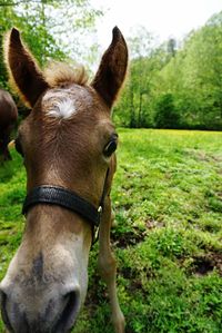 Horse grazing on grassy field