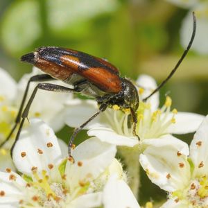 Close-up of insect pollinating on flower