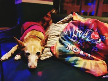 Close-up portrait of a dog resting on bed