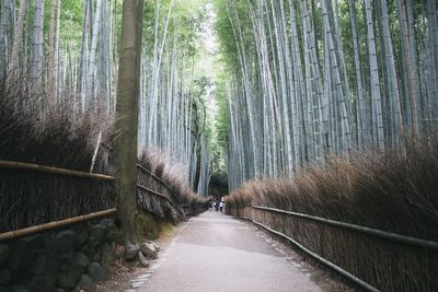 Footpath amidst trees in forest