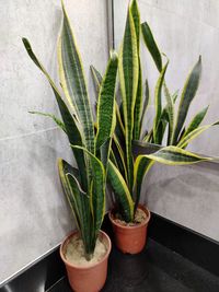 High angle view of potted plant on table