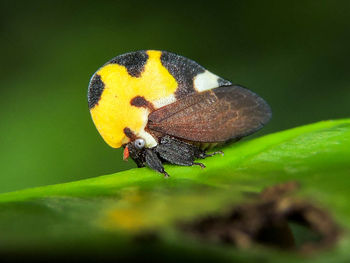 Close-up of butterfly on yellow leaf