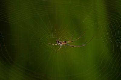 Close-up of spider on web