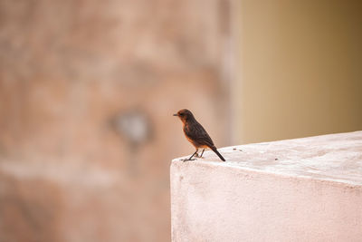 Close-up of bird perching on wall