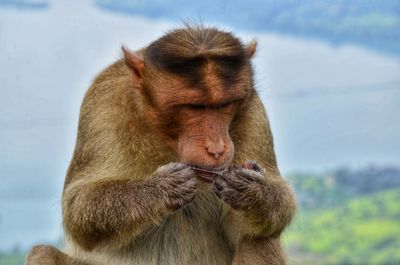 Close-up of monkey against sky