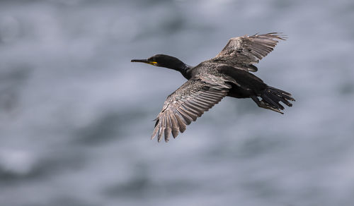 Cormorant flying over sea