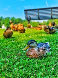 Mallard duck on field