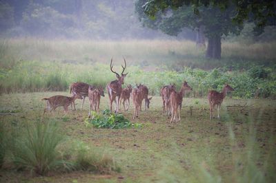 Deer on field against trees in forest