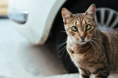 Close-up portrait of cat sitting
