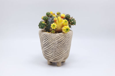 Close-up of rose against white background